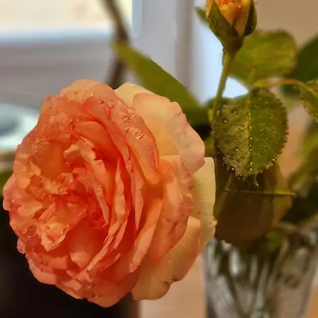 Domaine De Bole , Panzió