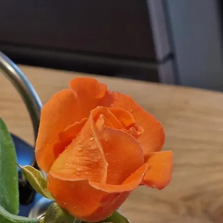 Domaine De Bole , كوندوم